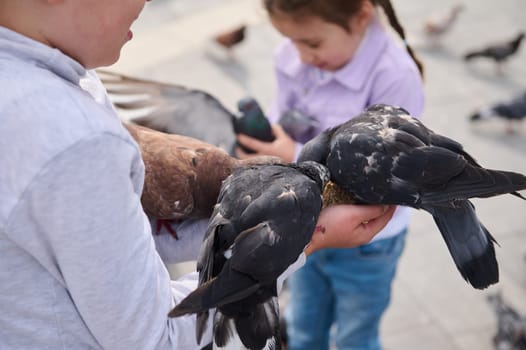 Close-up of rock doves, sitting on the hands of adorable pre teen children, feeding feral pigeons in the city park during family outing. The concept of care, kindness and love for wild animals