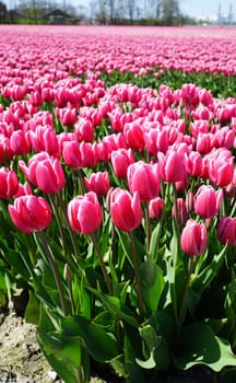 Pink tulips with a white rim in a  huge tulip field.