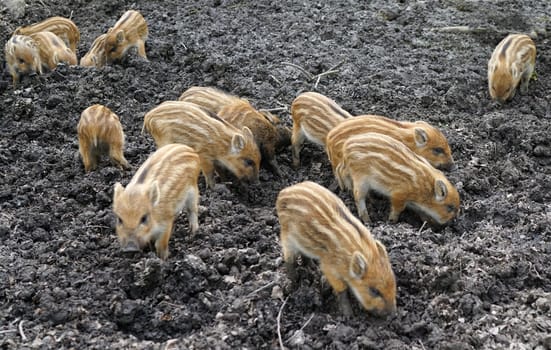 Group of Squeakers. Wild boar babies tossing their snouts in the mud