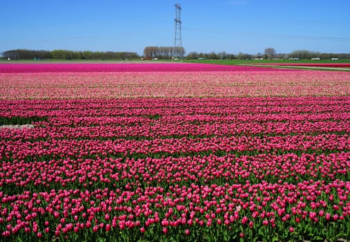 A huge tulip field with different shades of pink against a blue sky. In the distance a road. Taken in Flevoland, the Netherlands.