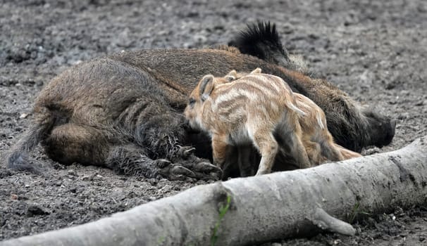 Female wild boar lies on the ground and feeds her babies. A sow and her boarlets.