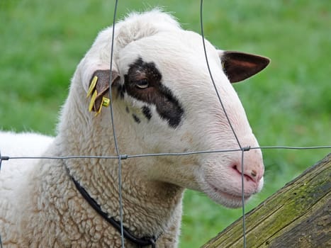 Portrait of a sheep behind a fence. The breed of this sheep with black spots around the eyes and white wool is landrace of Bentheim. A rare local breed