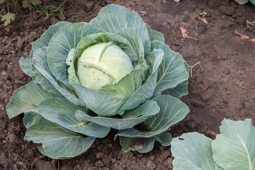 Ripe green cabbage head on the garden bed. Top view. Ingredients for vegetarian food.