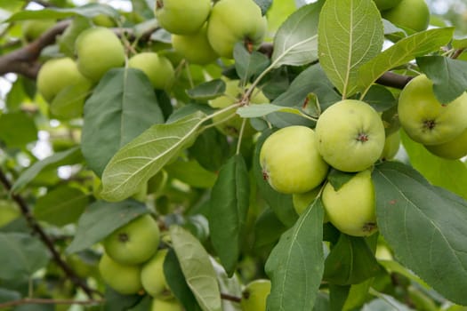 Branches of apple tree with green unripe fruits in the orchard.