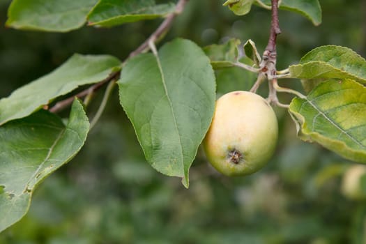 Close-up view of green unripe apple on the tree in the garden in summer day with natural blurred background. Shallow depth of field.