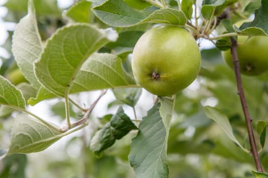 Close-up view of green unripe apple on the tree in the garden in summer day with natural blurred background. Shallow depth of field.