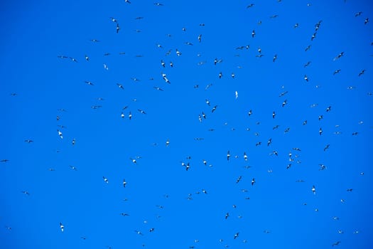 The flight of a flock of seagulls in the blue sky 