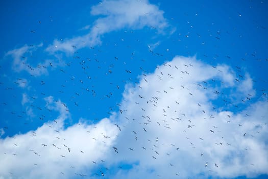 The flight of a flock of seagulls in the blue sky 