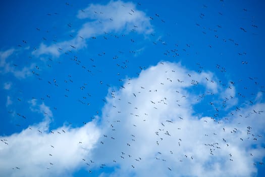 The flight of a flock of seagulls in the blue sky 