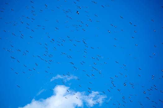 The flight of a flock of seagulls in the blue sky 