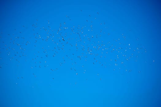 The flight of a flock of seagulls in the blue sky 