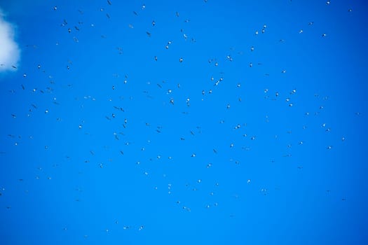 The flight of a flock of seagulls in the blue sky 
