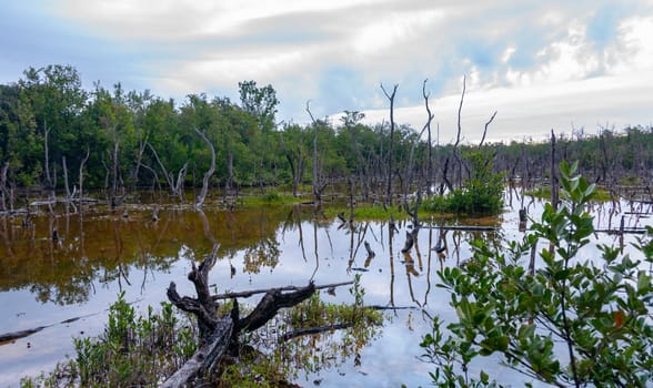 Dry trees, and aquatic vegetation in a swamp in Florida, Swamp landscape, USA