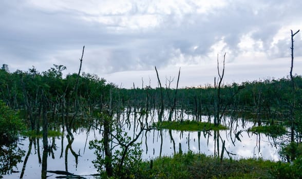 Dry trees, and aquatic vegetation in a swamp in Florida, Swamp landscape, USA