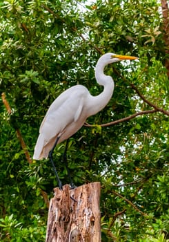 The great egret (Ardea alba), bird resting in mangroves, Florida