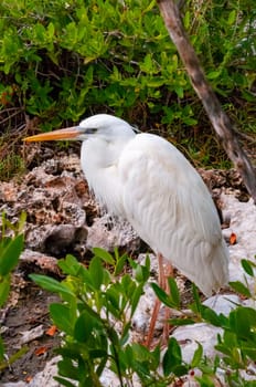 The great egret (Ardea alba), bird resting in mangroves, Florida