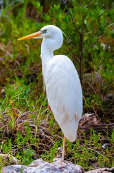 The great egret (Ardea alba), bird resting in mangroves, Florida