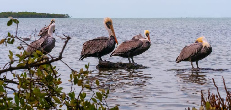 Brown Pelican (Pelecanus occidentalis), group of birds resting in shallow water, Florida