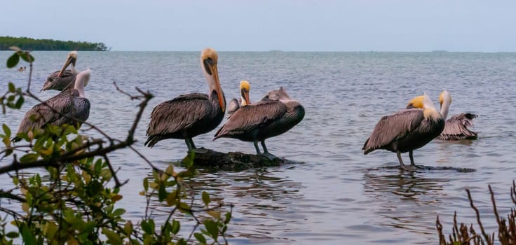 Brown Pelican (Pelecanus occidentalis), group of birds resting in shallow water, Florida