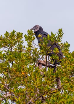 A fledged, young Black Vulture (Coragyps atratus). Birds of the USA