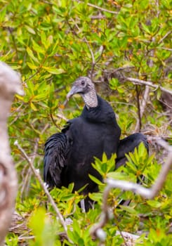 A fledged, young Black Vulture (Coragyps atratus). Birds of the USA