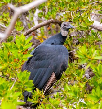 A fledged, young Black Vulture (Coragyps atratus). Birds of the USA