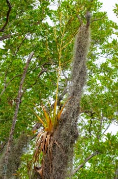 Epiphytic plants in a humid mangrove forest in Florida, bromeliads on the birch trees