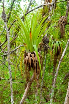 Epiphytic plants in a humid mangrove forest in Florida, bromeliads on the birch trees