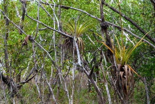 Epiphytic plants in a humid mangrove forest in Florida, bromeliads on the birch trees