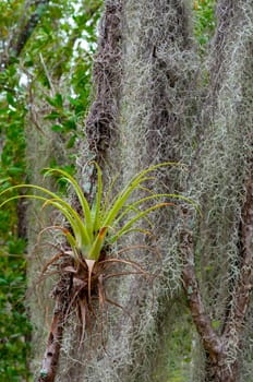 Epiphytic plants in a humid mangrove forest in Florida, bromeliads on the birch trees