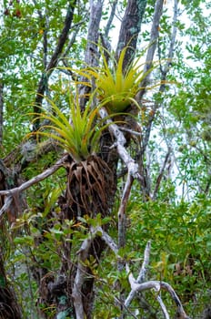 Epiphytic plants in a humid mangrove forest in Florida, bromeliads on the birch trees