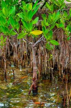 Mangroves at low tide in the Gulf of Mexico, Florida, USA.