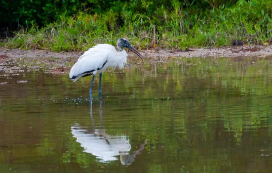 Wood Stork (Mycteria americana) is a large American wading bird in the stork family Ciconiidae, Florida