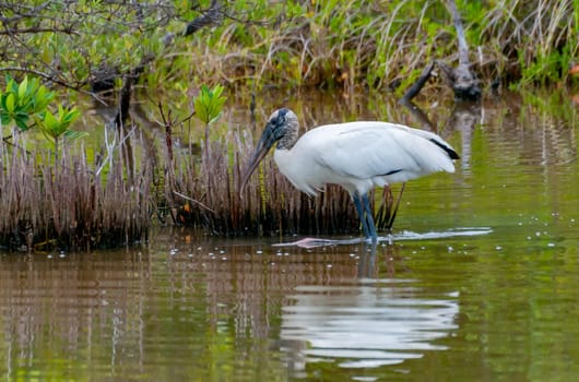 Wood Stork (Mycteria americana) is a large American wading bird in the stork family Ciconiidae, Florida