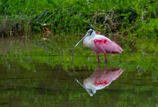 Roseate Spoonbill (Platalea ajaja) wading in a Florida marsh while foraging for food