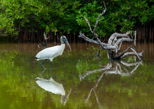 Wood Stork (Mycteria americana) is a large American wading bird in the stork family Ciconiidae, Florida