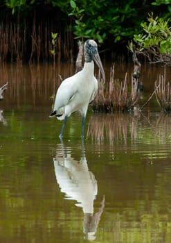 Wood Stork (Mycteria americana) is a large American wading bird in the stork family Ciconiidae, Florida