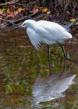 The great egret (Ardea alba), a bird hunts in the water in the mangroves, Florida