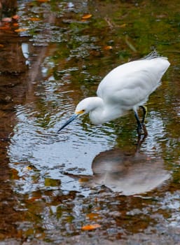 The great egret (Ardea alba), a bird hunts in the water in the mangroves, Florida