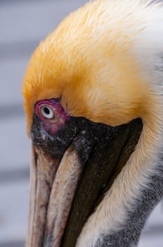 Brown Pelican (Pelecanus occidentalis), bird head on the background of water, close-up, Florida