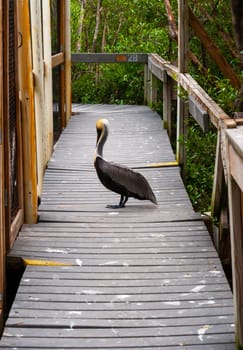 Brown Pelican (Pelecanus occidentalis), a pelican walks on a wooden deck in a mangrove, Florida