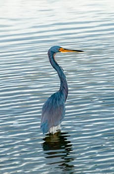 Blue Heron (Egretta caerulea) in a central Florida pond. Florida