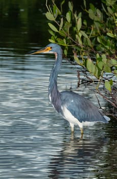 Blue Heron (Egretta caerulea) in a central Florida pond. Florida