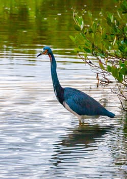 Blue Heron (Egretta caerulea) in a central Florida pond. Florida