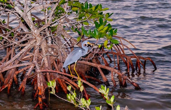 Blue Heron (Egretta caerulea) in a central Florida pond. Florida