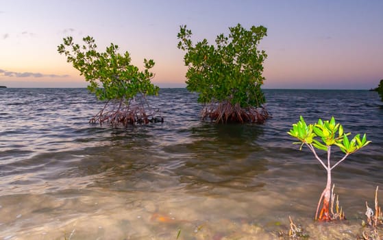 Coastal thickets. Mangroves at low tide in the Gulf of Mexico, Florida, USA.