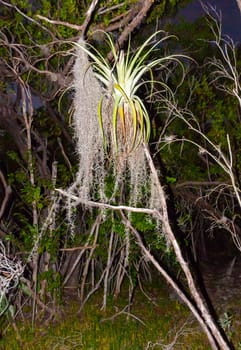 Epiphytic plants (Bromelia sp.) in a humid mangrove forest in Florida