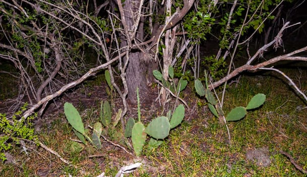 Prickly pear cactus (Opuntia sp.) in a humid forest in Florida, USA