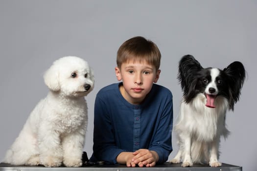 Little boy with funny domestic dogs. Child with Papillon and Bichon dogs. Pets with owner.