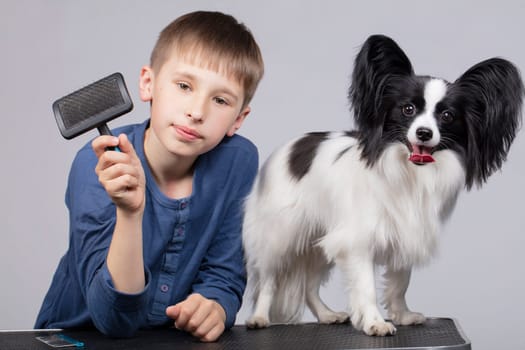 A little boy combs a papillon dog. Pet with owner. Child with a funny puppy.